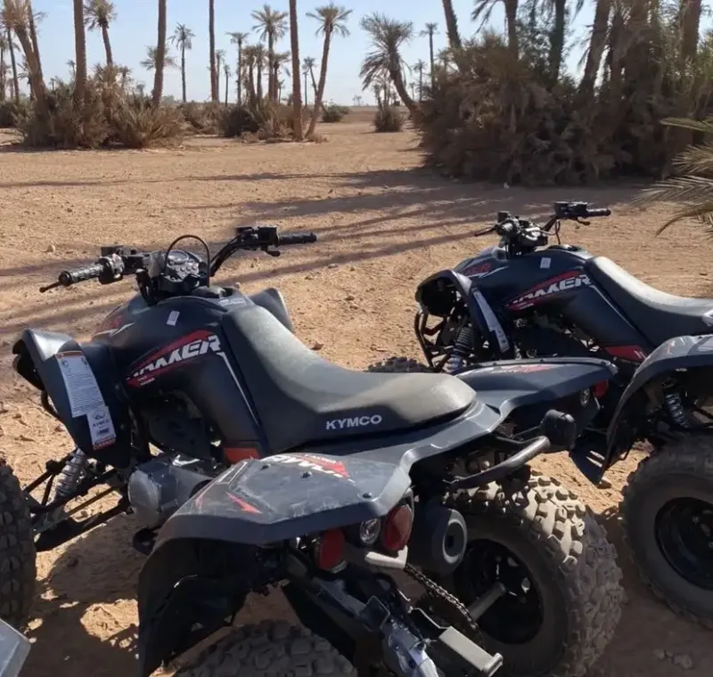 Quad adulte dans la palmeraie de Marrakech